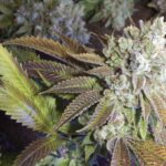 INDICA MARIJUANA STRAINS
